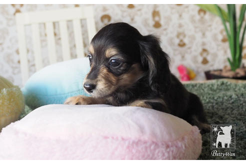 成約済の愛知県のカニンヘンダックスフンド(ロングヘアード)-66075の4枚目