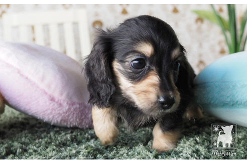 成約済の愛知県のカニンヘンダックスフンド(ロングヘアード)-66075の3枚目