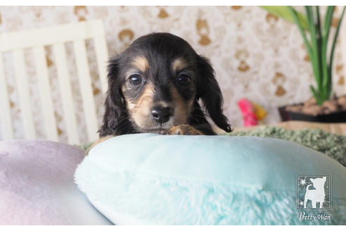 成約済の愛知県のカニンヘンダックスフンド(ロングヘアード)-66075の2枚目