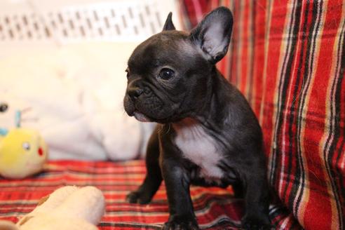 成約済の愛知県のフレンチブルドッグ-63621の17枚目