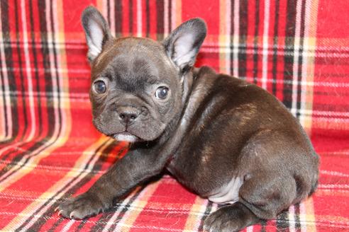 成約済の愛知県のフレンチブルドッグ-63621の16枚目