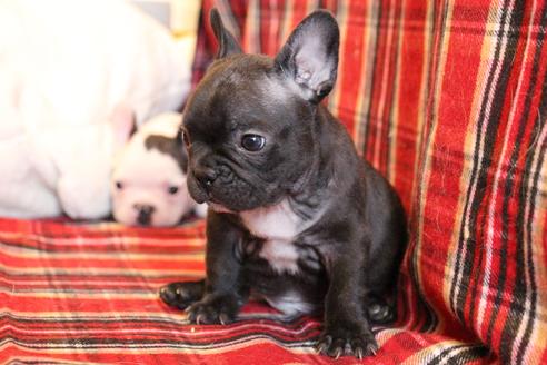 成約済の愛知県のフレンチブルドッグ-63621の15枚目