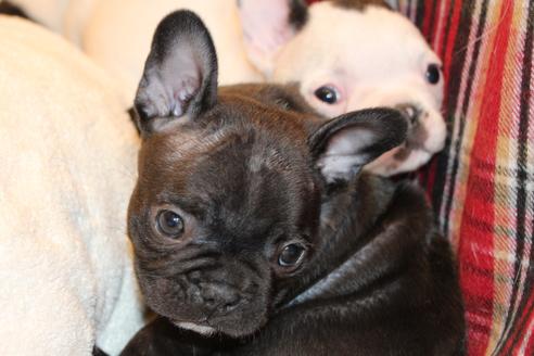 成約済の愛知県のフレンチブルドッグ-63621の14枚目