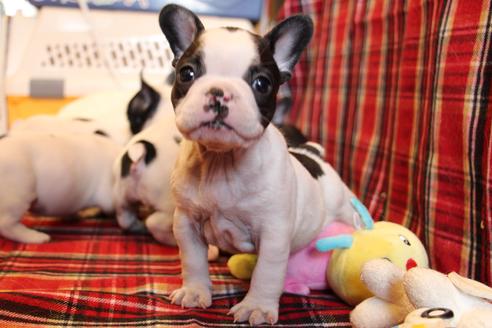 成約済の愛知県のフレンチブルドッグ-63622の8枚目