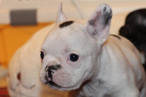 成約済の愛知県のフレンチブルドッグ-63623の9枚目