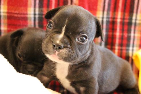 成約済の愛知県のフレンチブルドッグ-64547の18枚目