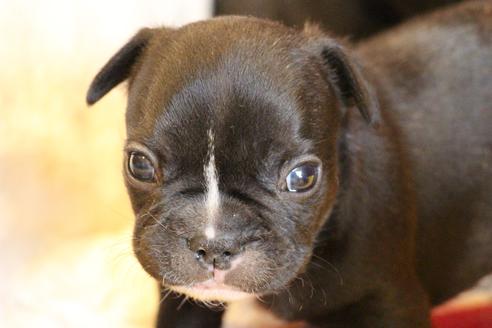 成約済の愛知県のフレンチブルドッグ-64547の17枚目