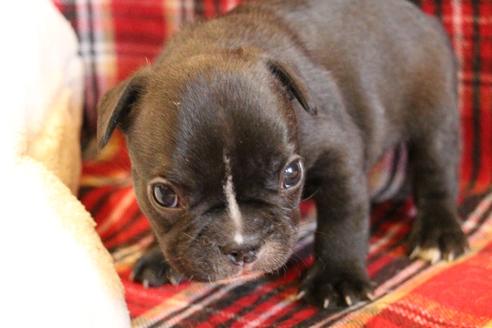 成約済の愛知県のフレンチブルドッグ-64547の16枚目