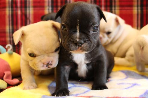 成約済の愛知県のフレンチブルドッグ-64547の15枚目