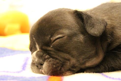 成約済の愛知県のフレンチブルドッグ-64547の14枚目