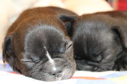 成約済の愛知県のフレンチブルドッグ-64547の13枚目