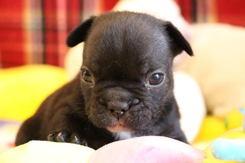 成約済の愛知県のフレンチブルドッグ-64548の14枚目