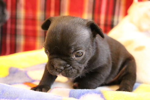 成約済の愛知県のフレンチブルドッグ-64548の13枚目