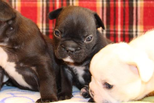 成約済の愛知県のフレンチブルドッグ-64548の12枚目