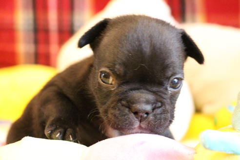 成約済の愛知県のフレンチブルドッグ-64548の11枚目