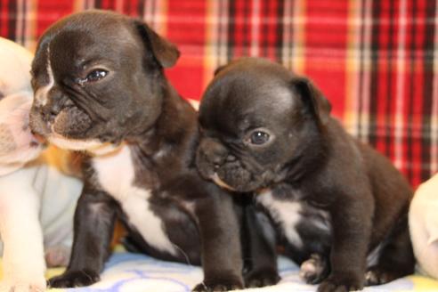 成約済の愛知県のフレンチブルドッグ-64548の10枚目