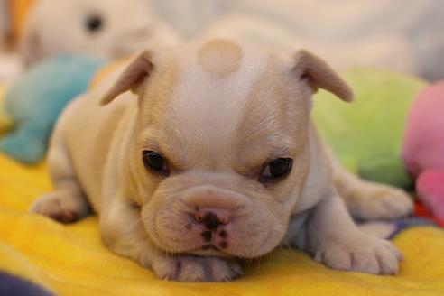 成約済の愛知県のフレンチブルドッグ-64550の12枚目