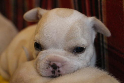 成約済の愛知県のフレンチブルドッグ-64550の11枚目