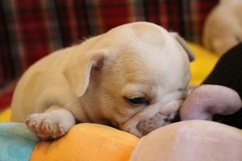 成約済の愛知県のフレンチブルドッグ-64550の10枚目