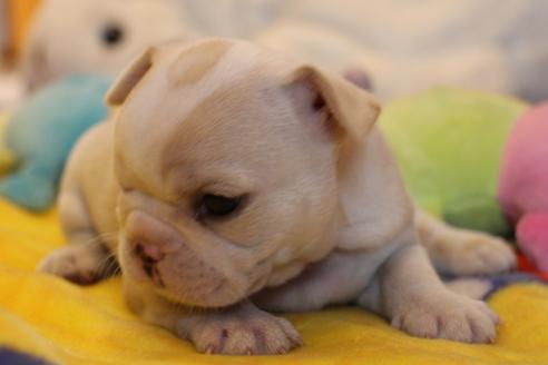 成約済の愛知県のフレンチブルドッグ-64550の9枚目