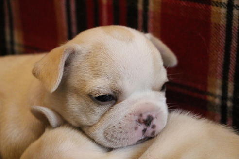 成約済の愛知県のフレンチブルドッグ-64550の8枚目