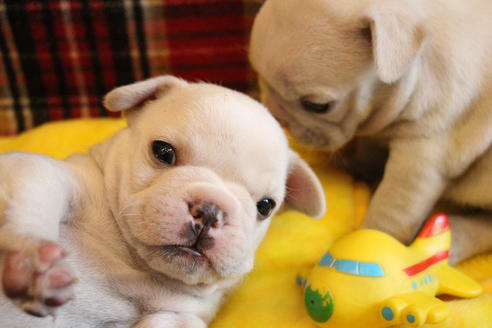成約済の愛知県のフレンチブルドッグ-64549の13枚目