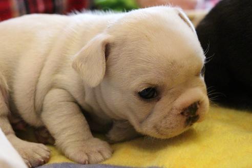 成約済の愛知県のフレンチブルドッグ-64549の12枚目