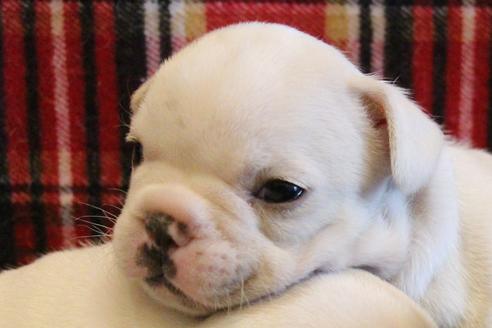 成約済の愛知県のフレンチブルドッグ-64549の11枚目