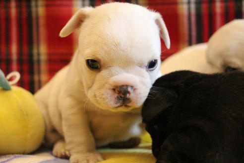 成約済の愛知県のフレンチブルドッグ-64549の10枚目