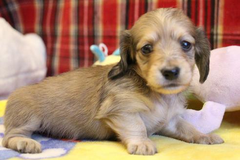 成約済の愛知県のカニンヘンダックスフンド(ロングヘアード)-64841の9枚目