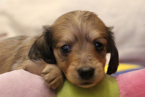 成約済の愛知県のカニンヘンダックスフンド(ロングヘアード)-64841の8枚目