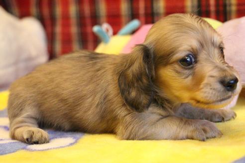 成約済の愛知県のカニンヘンダックスフンド(ロングヘアード)-64841の7枚目