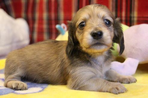 成約済の愛知県のカニンヘンダックスフンド(ロングヘアード)-64841の6枚目