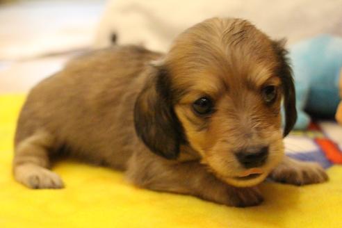 成約済の愛知県のカニンヘンダックスフンド(ロングヘアード)-64841の5枚目