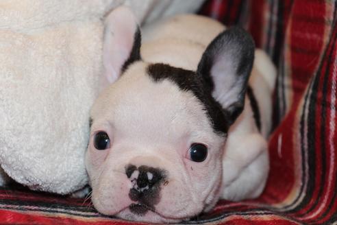 成約済の愛知県のフレンチブルドッグ-63625の6枚目