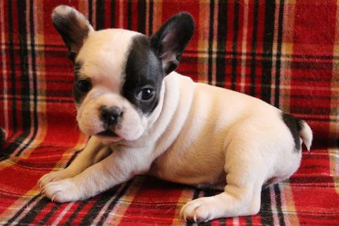 成約済の愛知県のフレンチブルドッグ-63624の4枚目