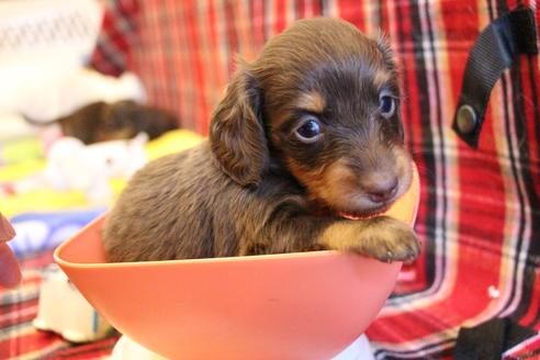 成約済の愛知県のカニンヘンダックスフンド(ロングヘアード)-64842の11枚目