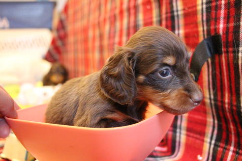 成約済の愛知県のカニンヘンダックスフンド(ロングヘアード)-64842の10枚目