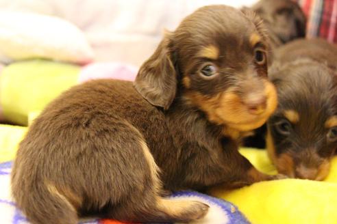 成約済の愛知県のカニンヘンダックスフンド(ロングヘアード)-64842の9枚目