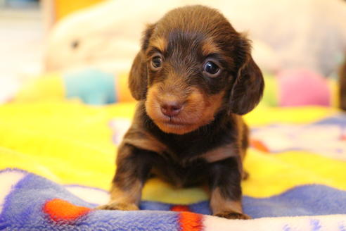 成約済の愛知県のカニンヘンダックスフンド(ロングヘアード)-64842の8枚目