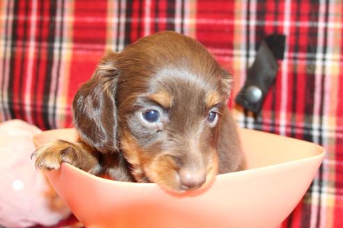 成約済の愛知県のカニンヘンダックスフンド(ロングヘアード)-64891の15枚目