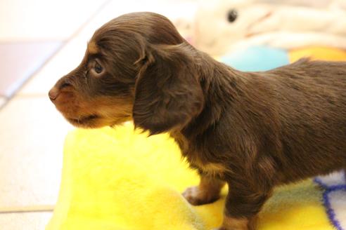 成約済の愛知県のカニンヘンダックスフンド(ロングヘアード)-64891の14枚目