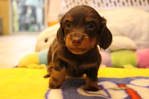 成約済の愛知県のカニンヘンダックスフンド(ロングヘアード)-64891の13枚目