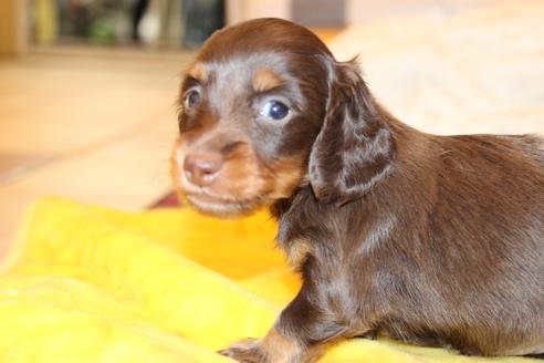 成約済の愛知県のカニンヘンダックスフンド(ロングヘアード)-64891の12枚目