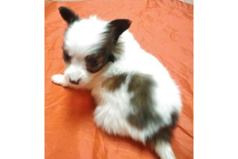 成約済の岐阜県のパピヨン-66136の2枚目