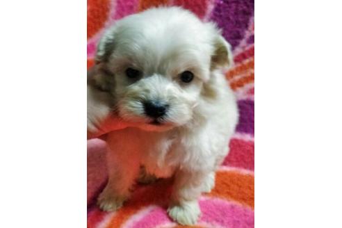 成約済の岐阜県のミックス犬-66140の1枚目