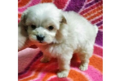 成約済の岐阜県のミックス犬-66140の2枚目