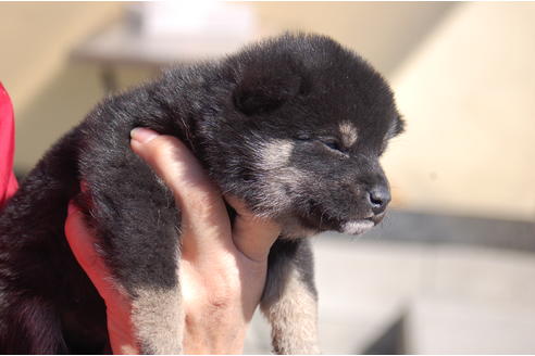 成約済の埼玉県の柴犬-66143の6枚目