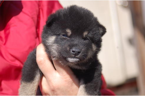 成約済の埼玉県の柴犬-66143の2枚目