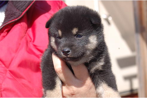 成約済の埼玉県の柴犬-66146の1枚目